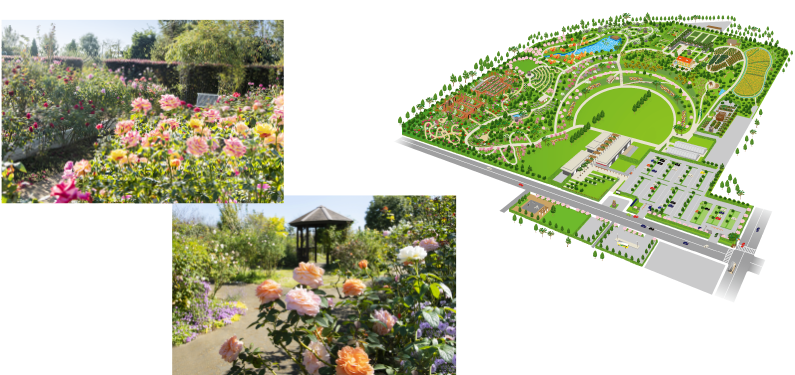 �ԍ؃K�[�f��